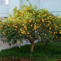Citrom (Citrus limon) 
