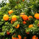 Keserű narancs (Citrus x aurantium)