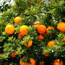 Keserű narancs (Citrus x aurantium)