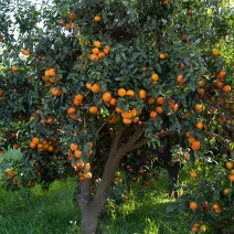 Klementin (Citrus x clementina)