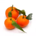 Klementin (Citrus x clementina)