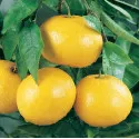 Grépfrút (Citrus x paradisi)