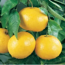Grépfrút (Citrus x paradisi)