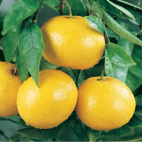 Grépfrút (Citrus x paradisi)