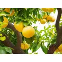 Grépfrút (Citrus x paradisi)