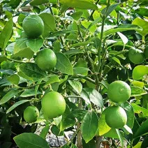 Zöldcitrom (Citrus x aurantiifolia)