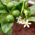 Zöldcitrom (Citrus x aurantiifolia)