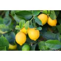 Citrom (Citrus limon) 