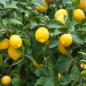 Citrom (Citrus limon) 