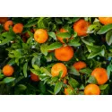 Mandarin (Citrus reticulata)