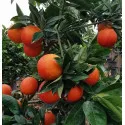 Vérnarancs (Citrus x sinensis Blood orange)