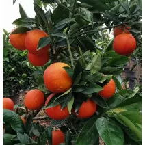 Vérnarancs (Citrus x sinensis Blood orange)