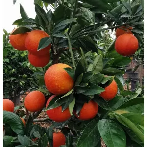 Vérnarancs (Citrus x sinensis Blood orange)