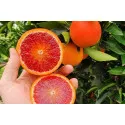 Vérnarancs (Citrus x sinensis Blood orange)