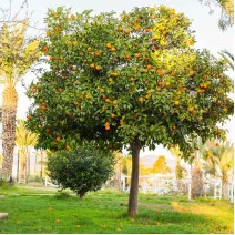 Narancs (Citrus sinensis)