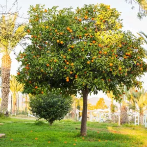 Narancs (Citrus sinensis)