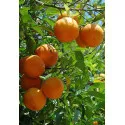Narancs (Citrus sinensis)