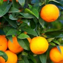 Narancs (Citrus sinensis)