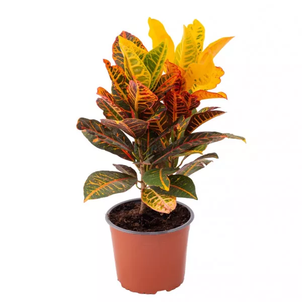 Jungle Jewel kroton ®