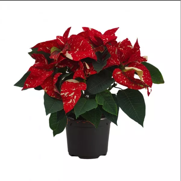 Snowfire mikulásvirág (Poinsettia), piros/sárga, 14 cm-es cserépben ®
