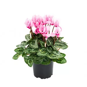Blush Royale ciklámen, rózsaszín ®