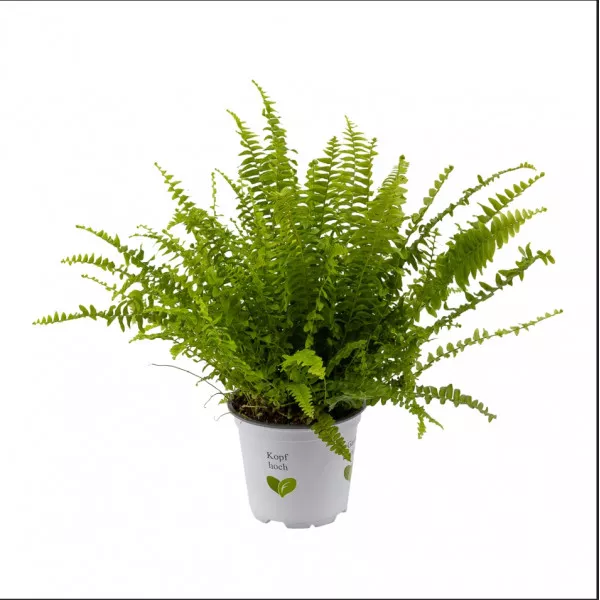Szobapáfrány, Sevilla zöld, 12 cm-es cserépben ®