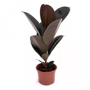 Szobafikusz, Sevilla zöld, 10.5 cm-es cserépben ®