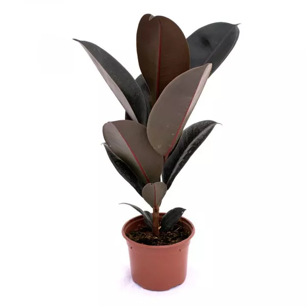 Szobafikusz, Sevilla zöld, 10.5 cm-es cserépben ®