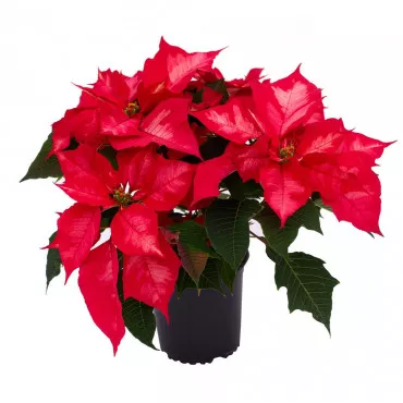 Noël Rouge mikulásvirág (Poinsettia), piros, 12 cm-es cserépben ®