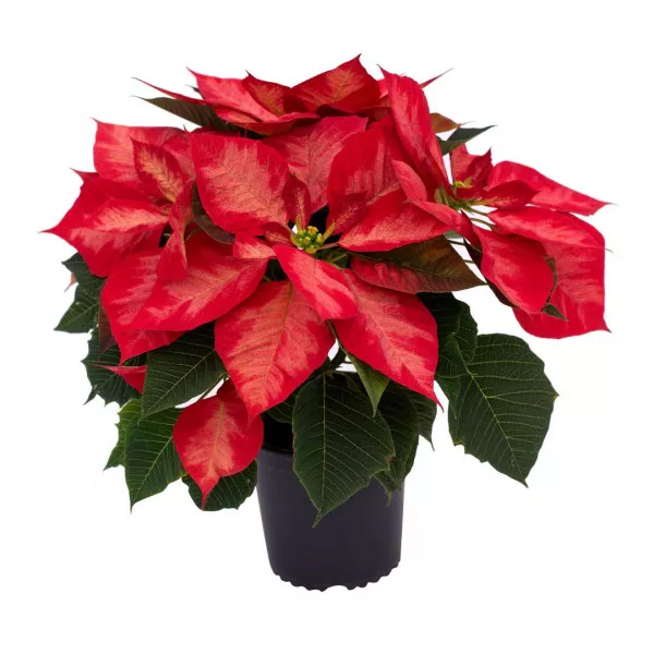 Noël Rouge mikulásvirág (Poinsettia), piros, 14 cm-es cserépben ®