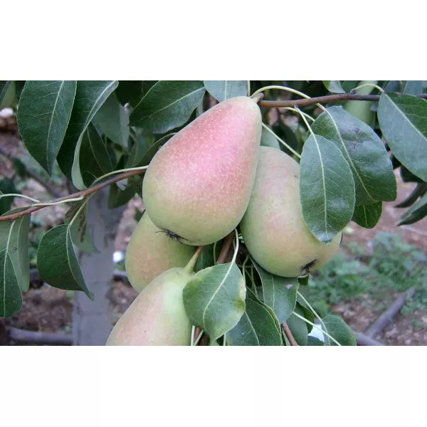 Oszlopos Körte Cosia