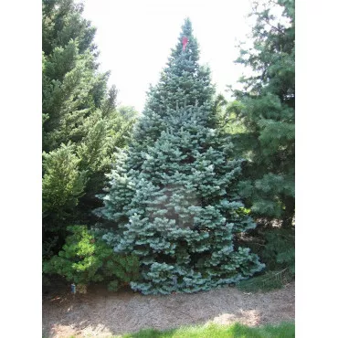Arizóniai jegenyefenyő (Abies lasiocarpa arizonica) P6-os cserépben