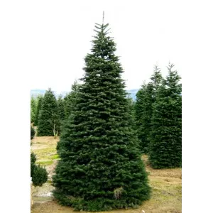 Kaukázusi jegenyefenyő (Abies nordmanniana) P6-os cserépben