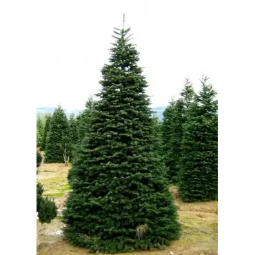 Kaukázusi jegenyefenyő (Abies nordmanniana) P6-os cserépben