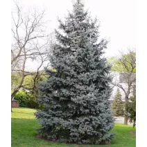 Kolorádói jegenyefenyő (Abies concolor) P6-os cserépben