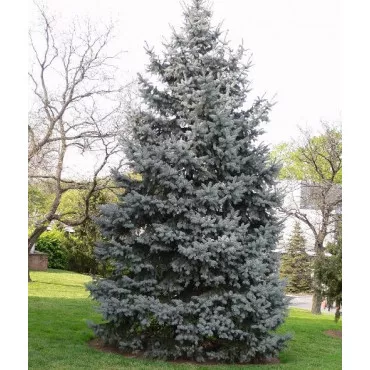 Kolorádói jegenyefenyő (Abies concolor) P6-os cserépben