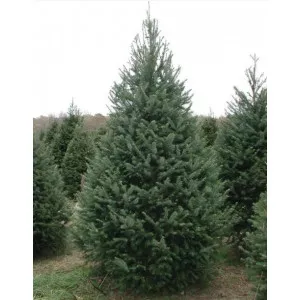 Duglászfenyő (Pseudotsuga menziesii) P12-es cserépben