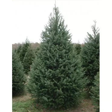Duglászfenyő (Pseudotsuga menziesii) P12-es cserépben