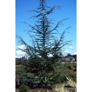 Libanoni cédrus (Cedrus libani) C1-es cserépben