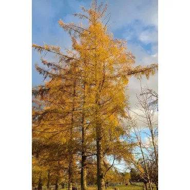 Európai vörösfenyő (Larix decidua) C1-es cserépben