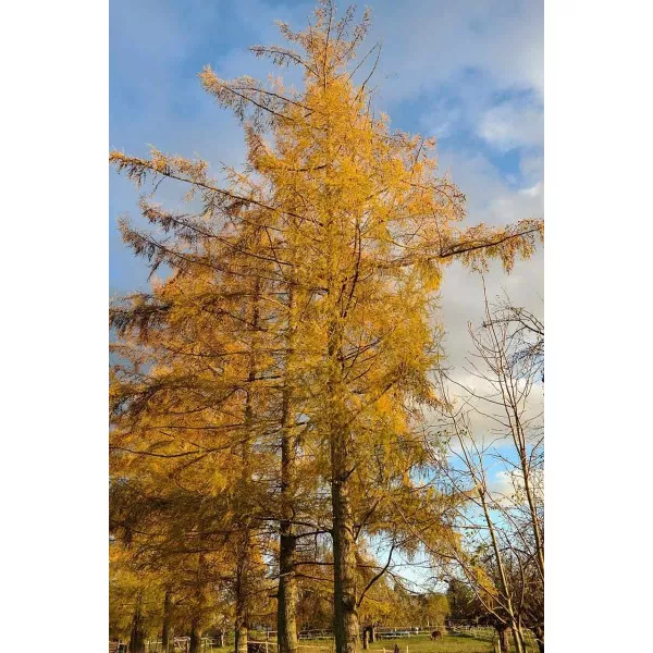 Európai vörösfenyő (Larix decidua) C1-es cserépben