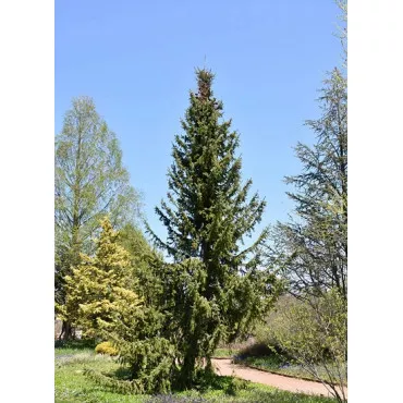 Szerb luc (Picea omorika) C1-es cserépben