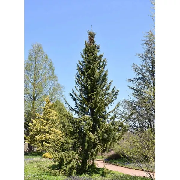 Szerb luc (Picea omorika) C1-es cserépben
