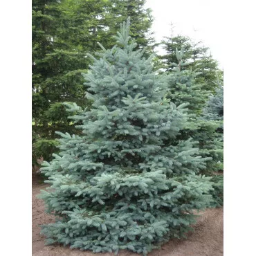 Szúrós luc, San Juan (Picea pungens Glauca San Juan) C1-es cserépben