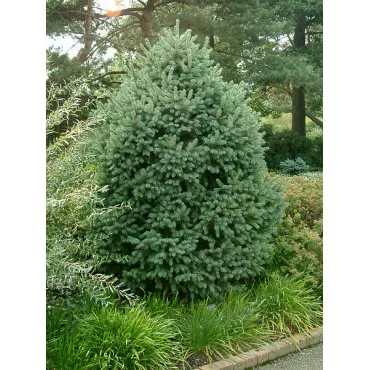 Sziklás-hegységi szürke luc (Picea engelmannii) C1-es cserépben