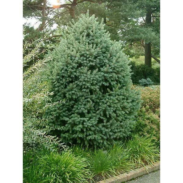 Sziklás-hegységi szürke luc (Picea engelmannii) C1-es cserépben