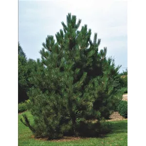 Osztrák feketefenyő (Pinus nigra austriaca) C1-es cserépben