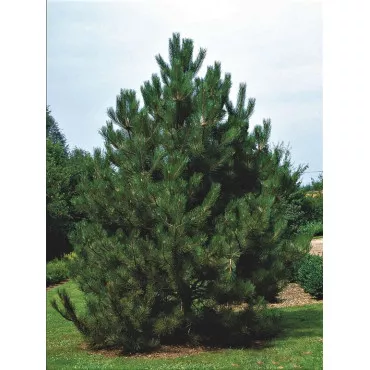 Osztrák feketefenyő (Pinus nigra austriaca) C1-es cserépben