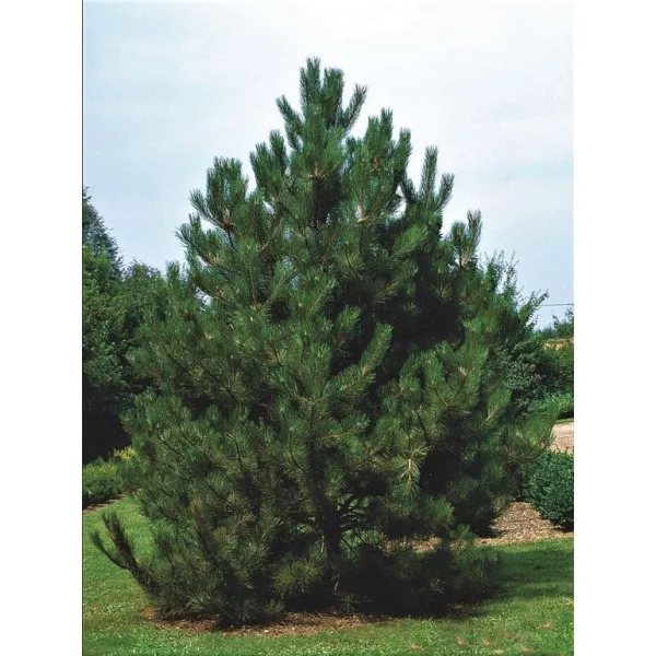 Osztrák feketefenyő (Pinus nigra austriaca) C1-es cserépben
