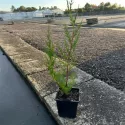 Leylandi ciprus (Cupressocyparis leylandii) 50-60 cm, cserépben